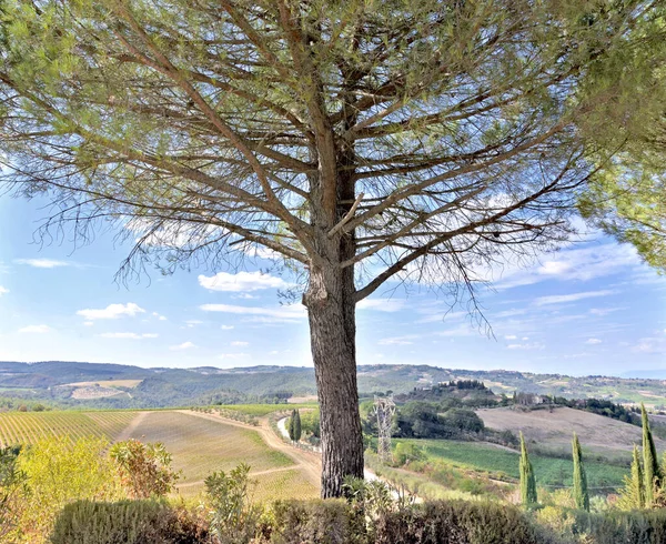 Paraply Tall Träd Framför Himlen Med Vingård Kulle Bakgrund Toscana — Stockfoto