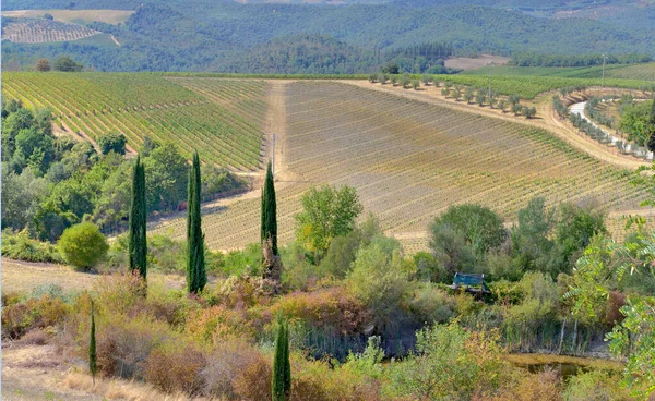 Weinberg Auf Einem Hügel Und Zypernbäumen Der Toskanischen Landschaft Italien — Stockfoto