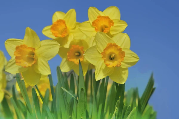 Beautiful Yellow Daffodils Blooming Garden Blue Sky — Stock Photo, Image