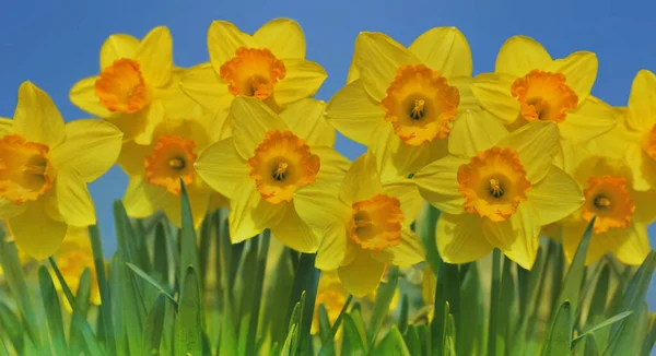 Piękne Żółte Żonkile Kwitnące Ogrodzie Pod Błękitnym Niebem — Zdjęcie stockowe