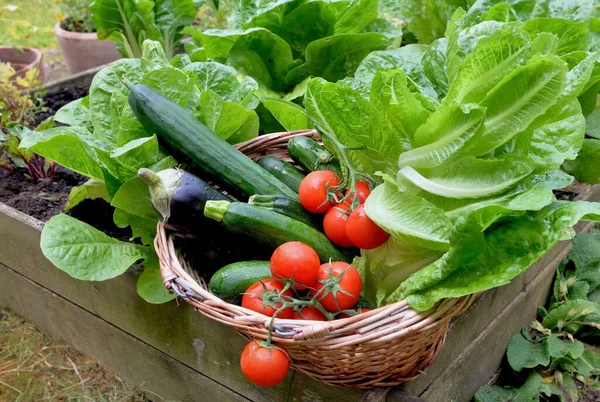 Panier Rempli Légumes Saison Fraîchement Cueillis Dans Petit Jardin Carré — Photo