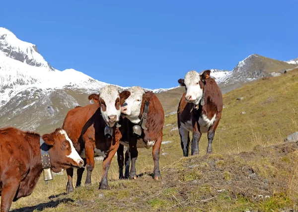蓝天下高山牧场上的高山褐白母牛 — 图库照片