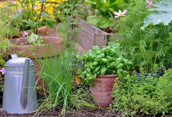 Sebze Bahçesinde Saksıda Aromatik Bitki Fesleğen — Stok fotoğraf