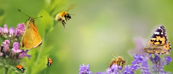 Schmetterling Honig Und Marienkäfer Auf Rosa Blütenkonzept Natur — Stockfoto