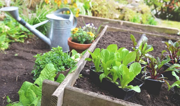 生菜和甜菜苗放在盆里 放在一个正方形的花园里种植 — 图库照片
