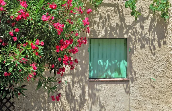 Pencere Yeşil Kepenklerle Kapatılmış Gül Bahçesi Çiçek Açmış — Stok fotoğraf
