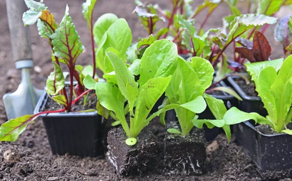 Salatpflanzen Die Der Erde Einem Quadratischen Garten Mit Einer Schaufel — Stockfoto