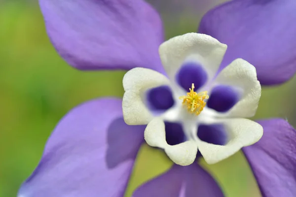 Macro View Beautiful Purple Columbine White Heart Blooming Garden —  Fotos de Stock