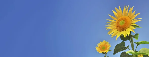 Красивый Подсолнух Цветет Голубым Небом Центре Сердце Копией Пространства Слева — стоковое фото