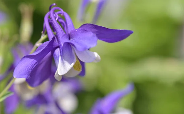 Macro View Beautiful Purple Columbine Blooming Garden —  Fotos de Stock