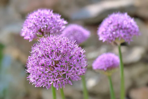 Bahçede Büyüyen Sarımsak Çiçeğinin Pembe Yuvarlak Resmine Yakın Plan — Stok fotoğraf