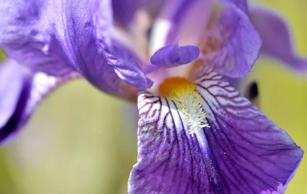 Macro View Beautiful Purple Iris Blooming Garden — Stok fotoğraf