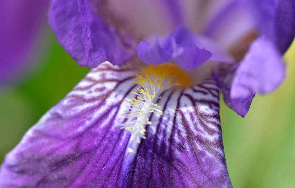 Güzel Mor Taç Yaprağı Iris Çiçeğinin Kalbinde Makro Manzara — Stok fotoğraf