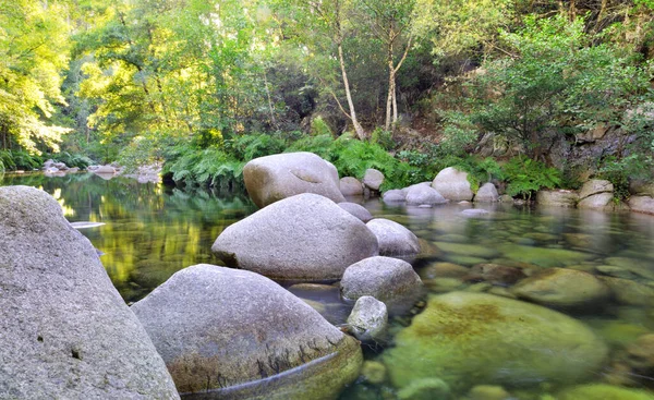 Rocas Grandes Que Cruzan Río Bosque Con Agua Clara Córcega —  Fotos de Stock