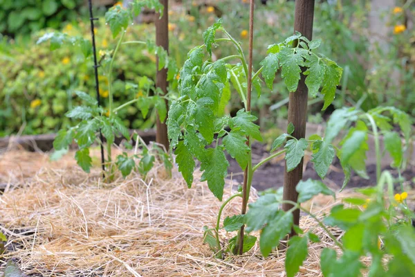 野菜の庭で育った若いトマトは藁で覆われ — ストック写真