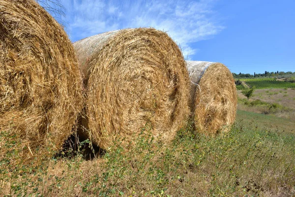Closeup Bales Straw Field Summer Harvest — Fotografia de Stock