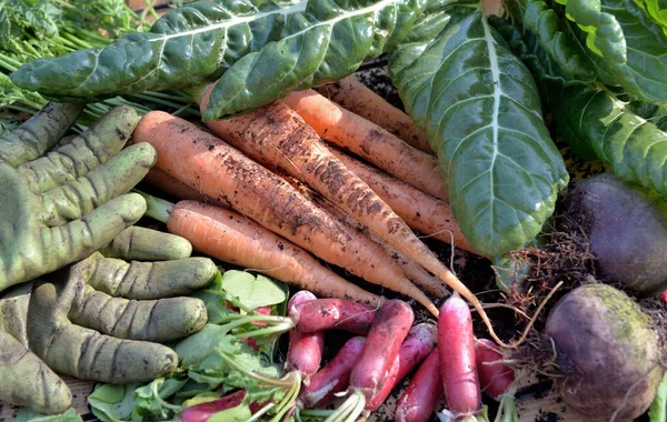 Organic Vegetables Freshly Harvested Garden Gardening Gloves — Stok Foto