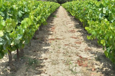 Yazın asma dalında yetişen üzümler arasındaki dar sokakta yakın plan.