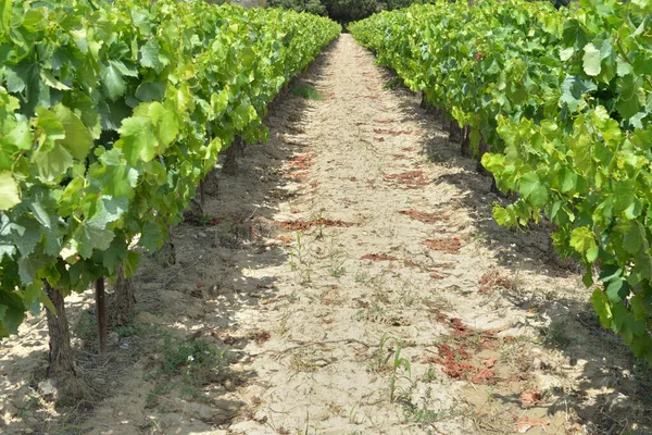 Yazın asma dalında yetişen üzümler arasındaki dar sokakta yakın plan.