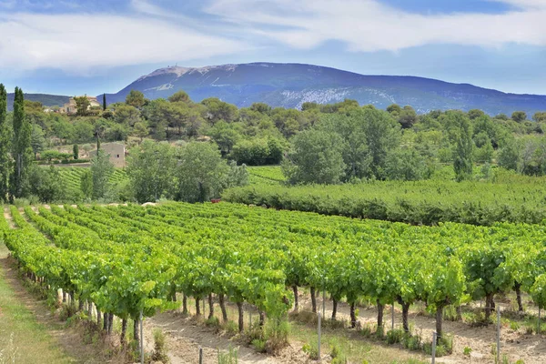 Vinfält Sommaren Odling Vaucluse Frankrike — Stockfoto