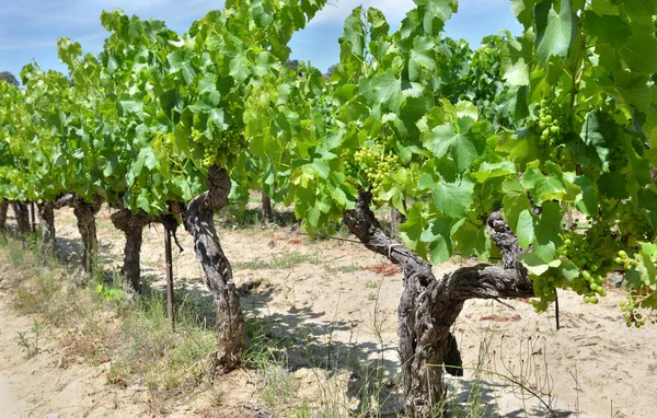 Close Wijnstok Groeien Een Veld Zomer Met Groen Gebladerte — Stockfoto