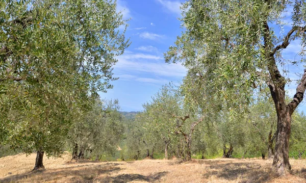 Toskana İtalya 'daki ağaçların tarlası.