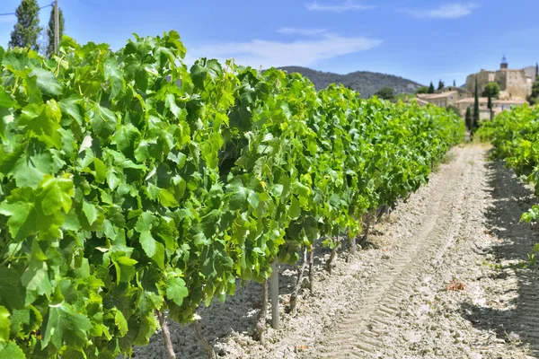 Alley Grapes Growing Vine Field Summer — Stockfoto
