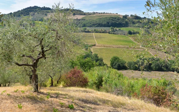 Terrassenfeld Und Weinberg Auf Einem Hügel Der Toskana Italien — Stockfoto