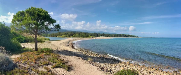 Panoramisch Uitzicht Het Strand Van Corsica Met Een Pijnboom Zomervakantie — Stockfoto