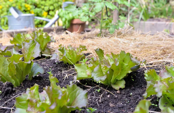 Mladá Rostlina Listového Salátu Pěstovaná Zeleninové Zahradě Jejíž Půda Byla — Stock fotografie