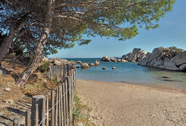 Vista Sobre Famosa Playa Palombaggia Córcega Con Pinos Protegidos Por — Foto de Stock