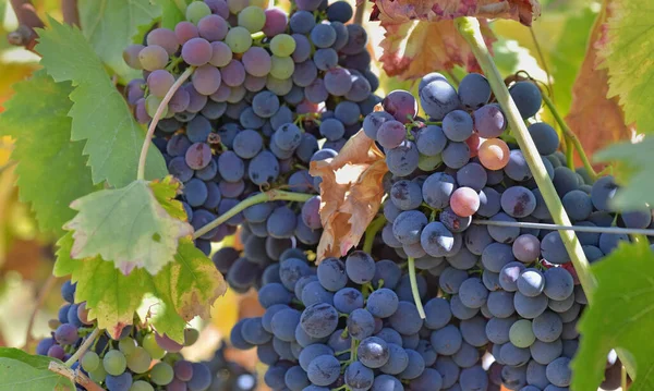 Close Beautiful Black Grape Growing Vineyard — Fotografia de Stock