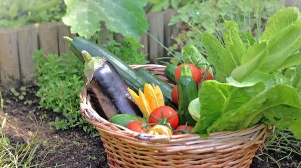 Fresh Colorful Vegetables Basket Harvested Garden — стоковое фото
