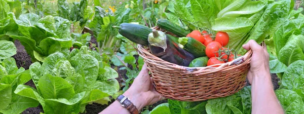 Fresh Vegetables Wicker Basket Held Gardener Garden — Zdjęcie stockowe