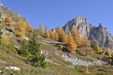  yellow  larche  trees in a beautiful rocky alpine mountain under blue sky in autumn season 