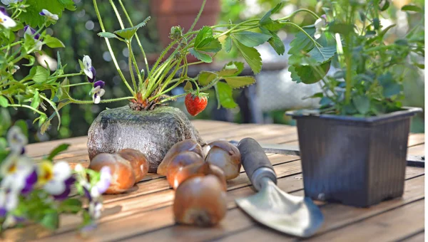 Strawberry Plant Soil Fruit Put Table Bulbs Flowers Shovel Plant — Stok fotoğraf