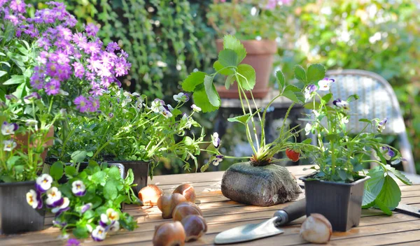 flowers, bulbs  and strawberry plant put on table in a garden for gardening