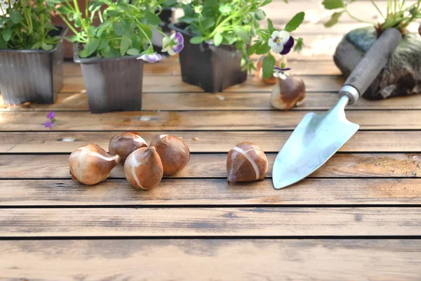 Bulbs Flowers Garden Table Shovel Gardening – stockfoto