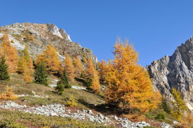  yellow  larche  trees in a beautiful alpine mountain under blue sky in autumn season 