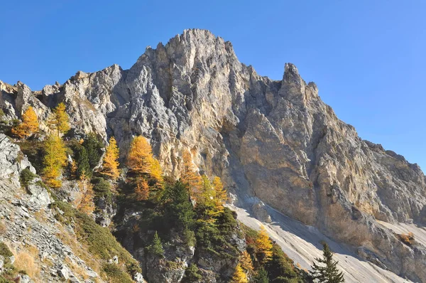Rocky Peak Alpine Mountain Blue Sky Fir Yellow Larch Trees — Fotografia de Stock