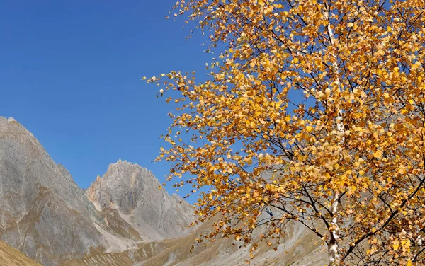 Yellow Foliage Tree Front Rocky Alpine Mountain Blue Sky Autumn — Foto de Stock