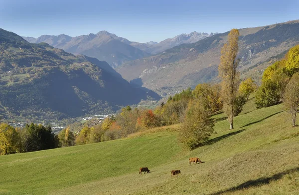 Beautiful Landscape Alpine Valley Mountain Few Cows Grazing Meadow — Stock Photo, Image