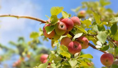 closeup on red apples growing in the tree under the sky 