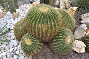 beautiful big round cactus in a garden landscaped with gravel on the ground 