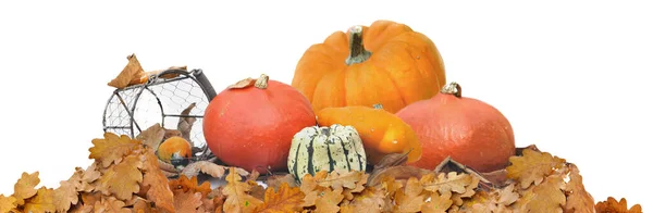 Group Gourds Leaf Arranged Panoramic View White Background — Stock Photo, Image