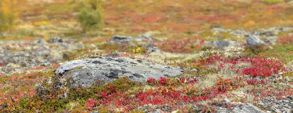 挪威冻土带上五彩斑斓的红色植物的特写 — 图库照片