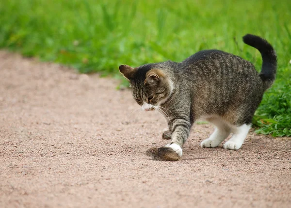kedi fare avlar