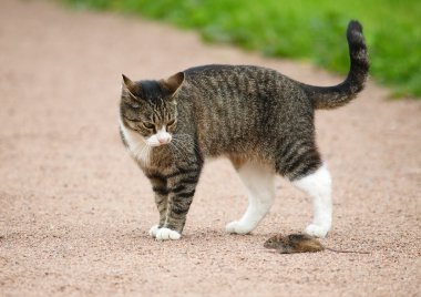 Kedi ve Fare