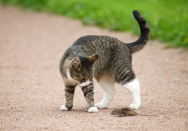 Gri kedi ve fare