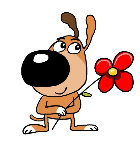 köpek, köpek yavrusu